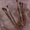 Bronzy bladed cacoxenite in quartz